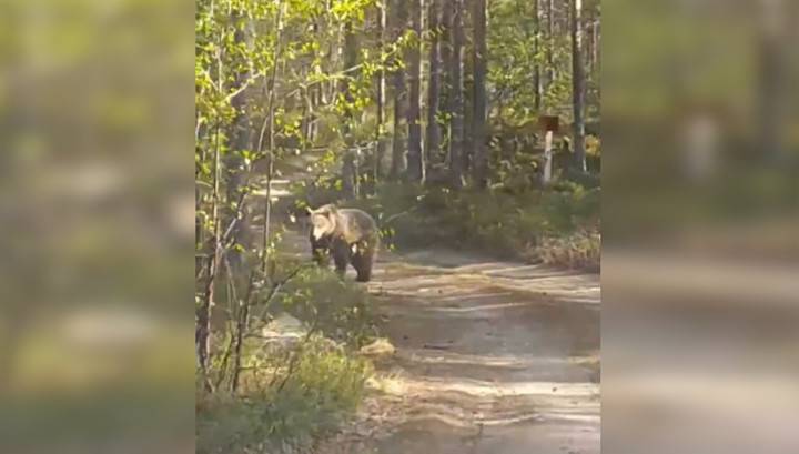 Под Оленегорском медведь, охраняющий тушу лося, попал на видео - vesti.ru - Оленегорск - Мурманская обл.
