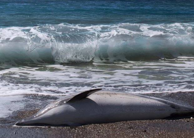 В Чёрном море зафиксирована массовая гибель дельфинов - inform-ua.info