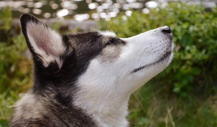 Камчатским собакам запретили лаять по ночам и вечерам - mirnov.ru - Россия