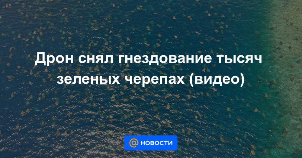 Анна Лысенко - Дрон снял гнездование тысяч зеленых черепах (видео) - news.mail.ru - Австралия
