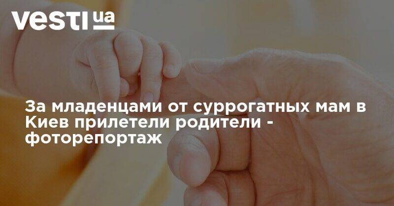 За младенцами от суррогатных мам в Киев прилетели родители - фоторепортаж - vesti.ua - Украина - Киев - Испания - Аргентина