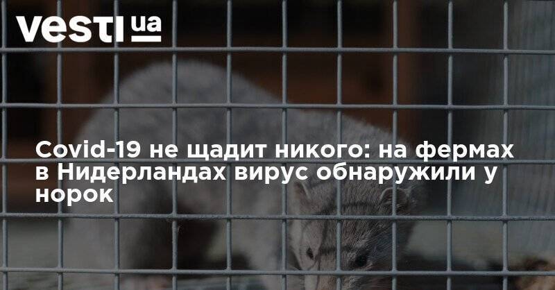 Covid-19 не щадит никого: на фермах в Нидерландах вирус обнаружили у норок - vesti.ua - Голландия