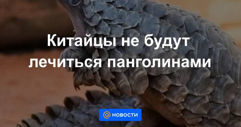 Китайцы не будут лечиться панголинами - news.mail.ru - Китай - Ухань