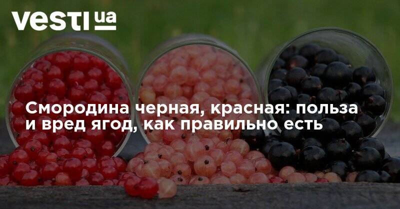 Смородина черная, красная: польза и вред ягод, как правильно есть - vesti.ua - Украина