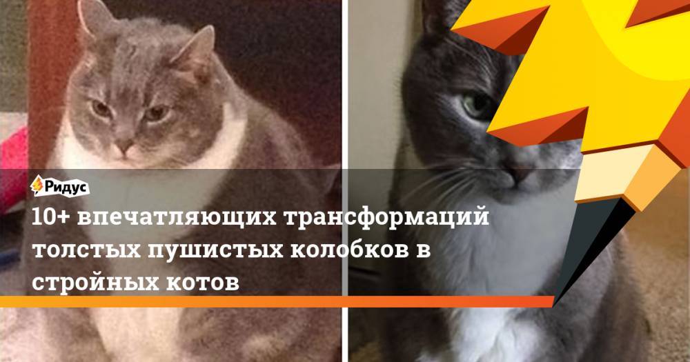 10+ впечатляющих трансформаций толстых пушистых колобков в стройных котов - ridus.ru