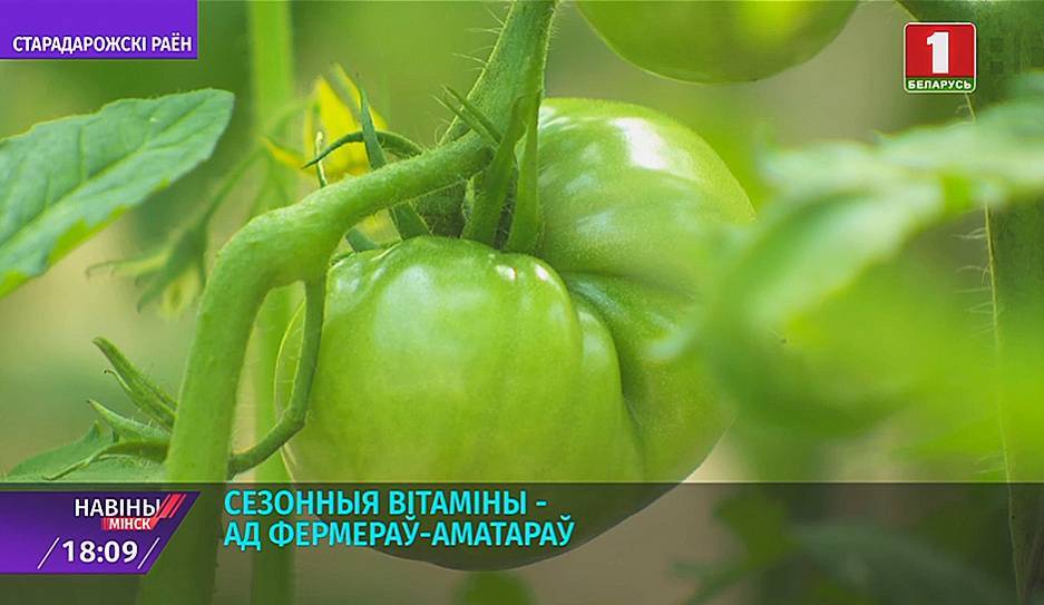 Экологически чистая продукция от фермеров-любителей - tvr.by