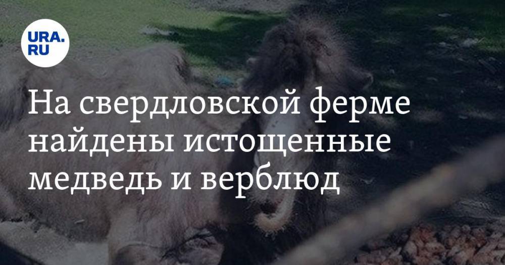На свердловской ферме найдены истощенные медведь и верблюд. ФОТО, ВИДЕО - ura.news - Свердловская обл.