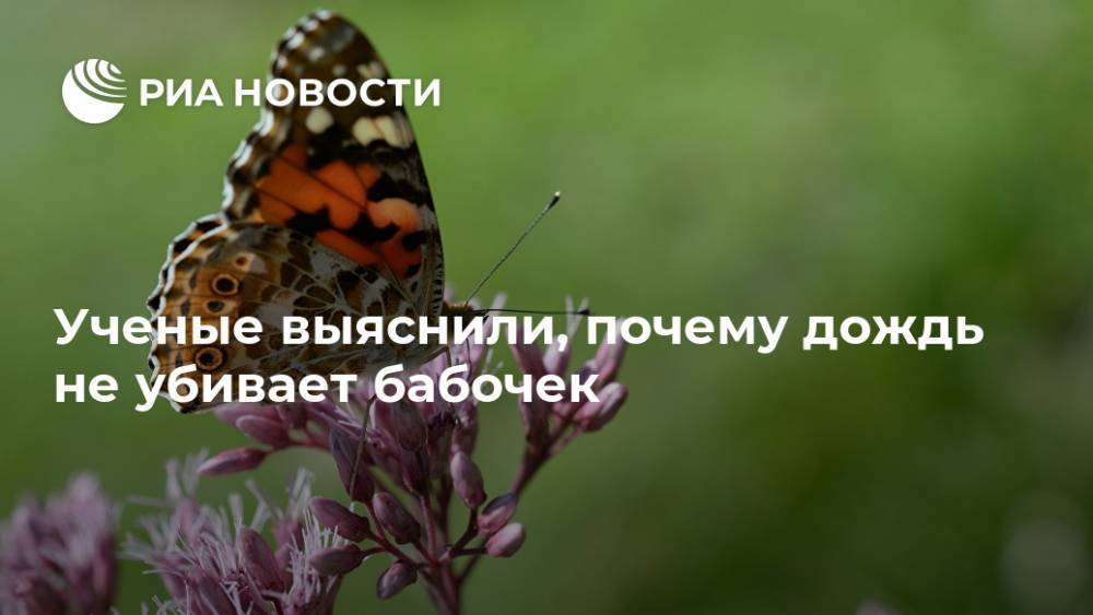 Ученые выяснили, почему дождь не убивает бабочек - ria.ru - Москва - США