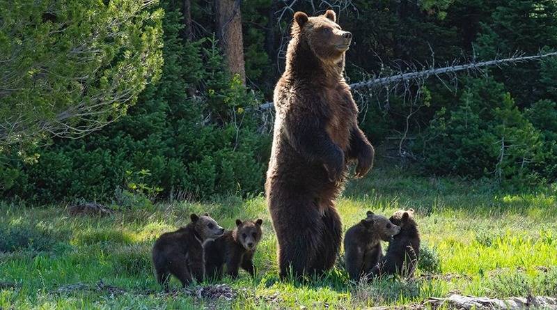 В Йеллоустоуне заметили «прабабушку-медведицу», которая родила десятки медвежат, живущих в парке - usa.one