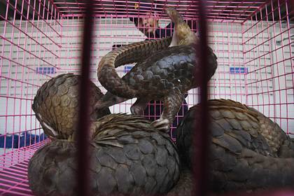 Китайцам запретили лечиться чешуей промежуточного хозяина коронавируса - lenta.ru