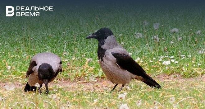 Эксперты объяснили нашествие ворон в Казани - realnoevremya.ru - Казань - Татарстан