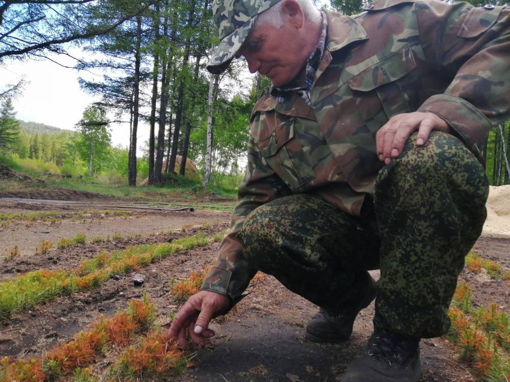 «Жалко лес – мы растим, а другие губят»: В Бурятии ветеран лесного хозяйства восстановил питомник - infpol.ru - респ.Бурятия