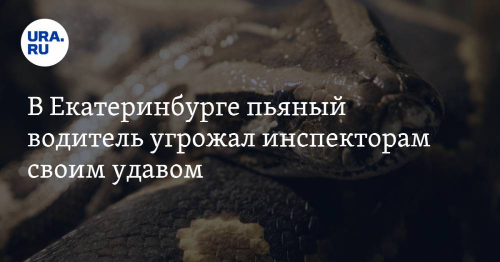 В Екатеринбурге пьяный водитель угрожал инспекторам своим удавом. ВИДЕО - ura.news - Екатеринбург