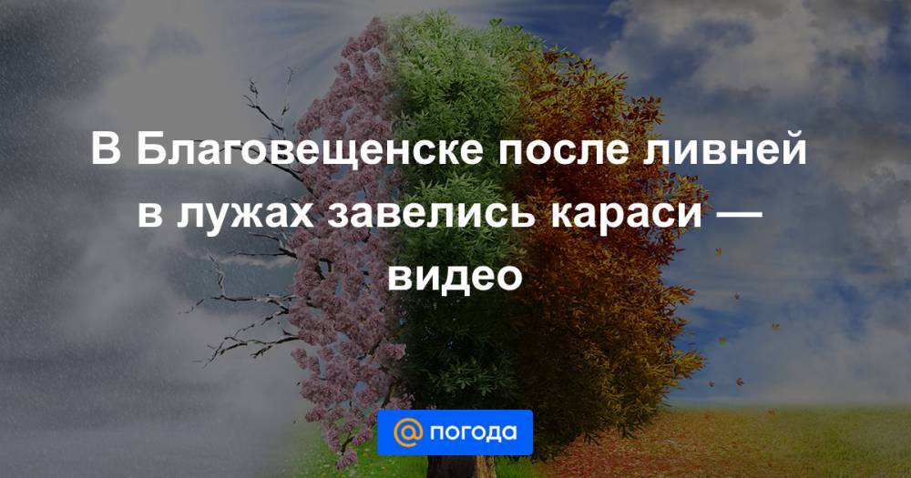 В Благовещенске после ливней в лужах завелись караси — видео - news.mail.ru - Благовещенск