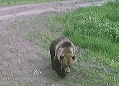 Жителей деревни Пукшино пугает бурый медведь - tvr.by - район Витебский