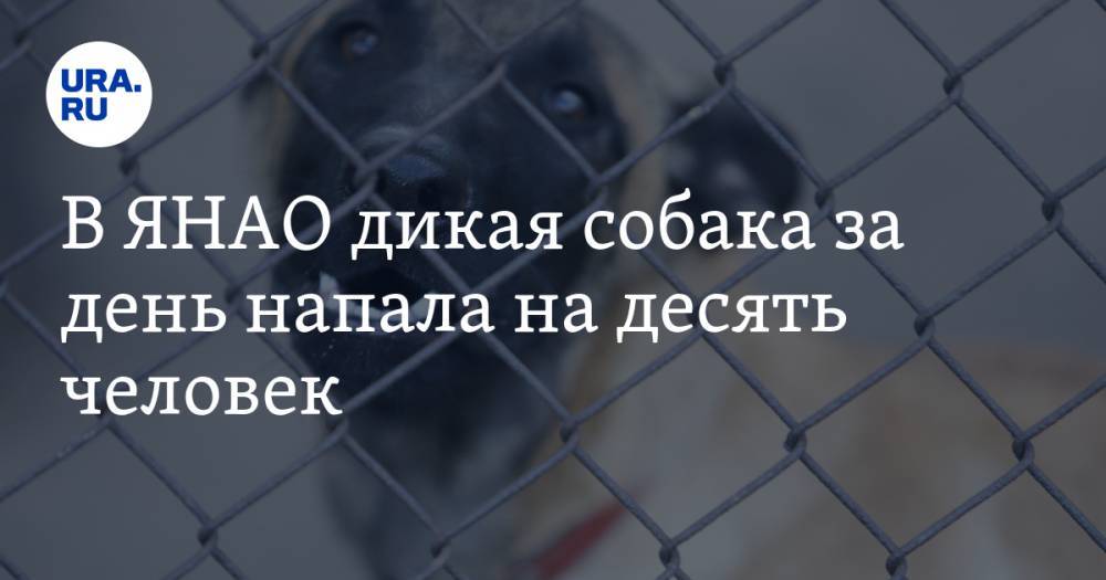 Александр Воробьев - В ЯНАО дикая собака за день напала на десять человек - ura.news - Салехард - окр. Янао