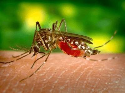 Во Франции придумали новый способ борьбы с комарами - live24.ru - Франция