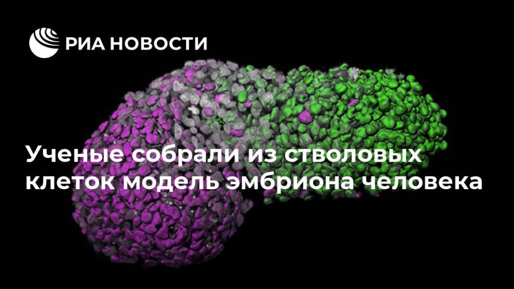 Ученые собрали из стволовых клеток модель эмбриона человека - ria.ru - Москва - Англия - Голландия