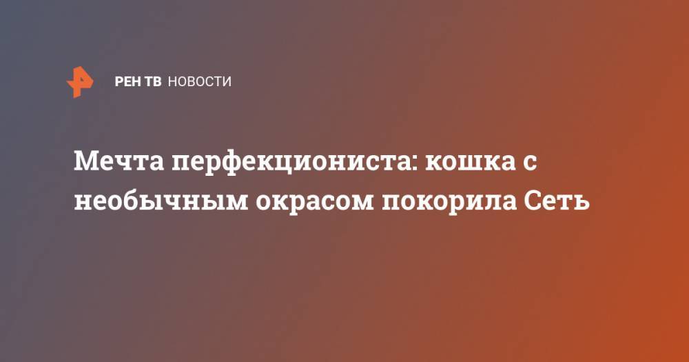 Мечта перфекциониста: кошка с необычным окрасом покорила Сеть - ren.tv