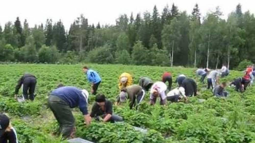 Украинские гастарбайтеры рассказали об ужасах «рабского труда» в Польше - riafan.ru - Украина - Киев - Луцк - Польша - Варшава