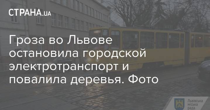 Гроза во Львове остановила городской электротранспорт и повалила деревья. Фото - strana.ua - Львов