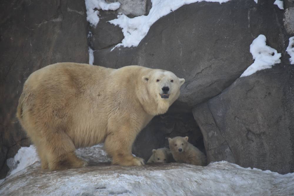 Полярных медведей в Московском зоопарке обеспечили снежной горой - vm.ru