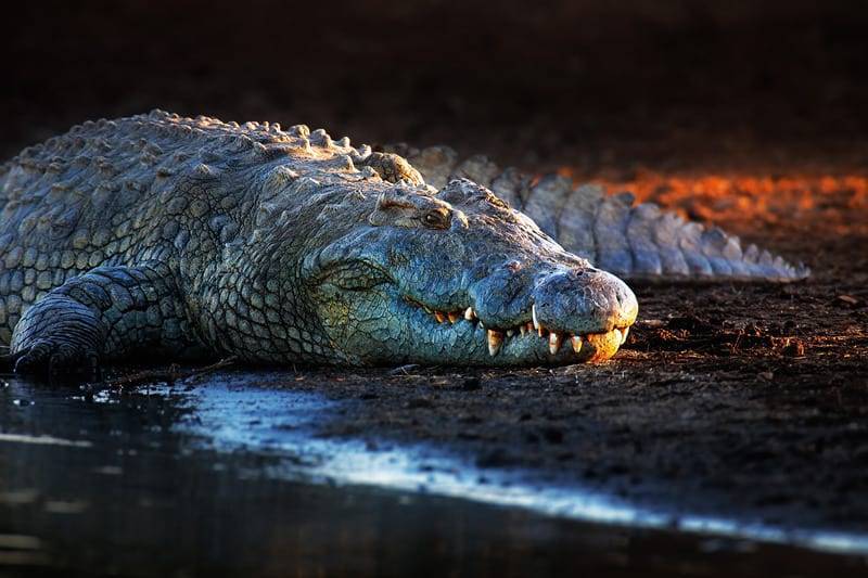 Ученые нашли следы древнего предка крокодилов, который ходил на двух ногах - Cursorinfo: главные новости Израиля - cursorinfo.co.il - Южная Корея - Израиль