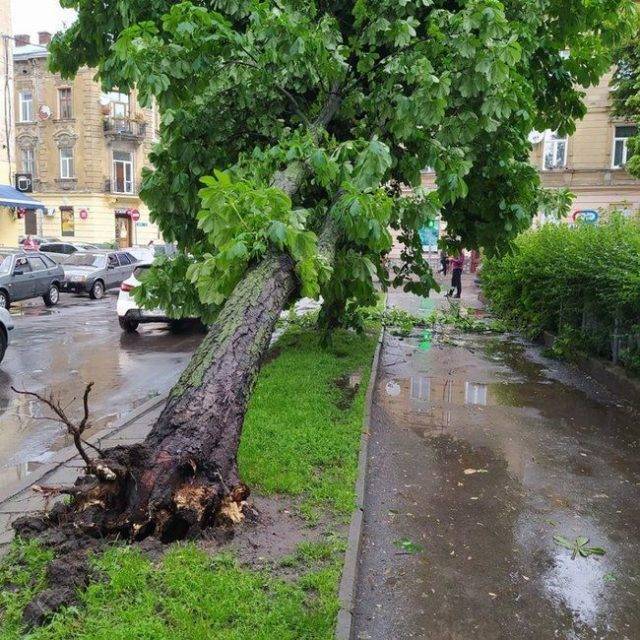 Фото дня: Буря во Львове затопила город и повалила деревья - enovosty.com - Львов