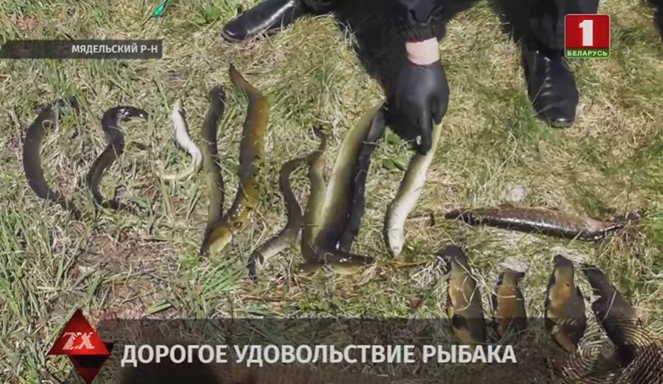 Госинспекторы задержали на озере Баторино мужчину с электроудочкой - tvr.by - Белоруссия