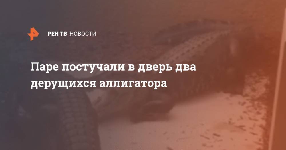 Паре постучали в дверь два дерущихся аллигатора - ren.tv - USA - шт.Флорида