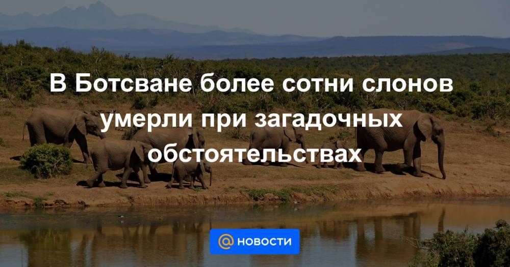 В Ботсване более сотни слонов умерли при загадочных обстоятельствах - news.mail.ru - Ботсвана