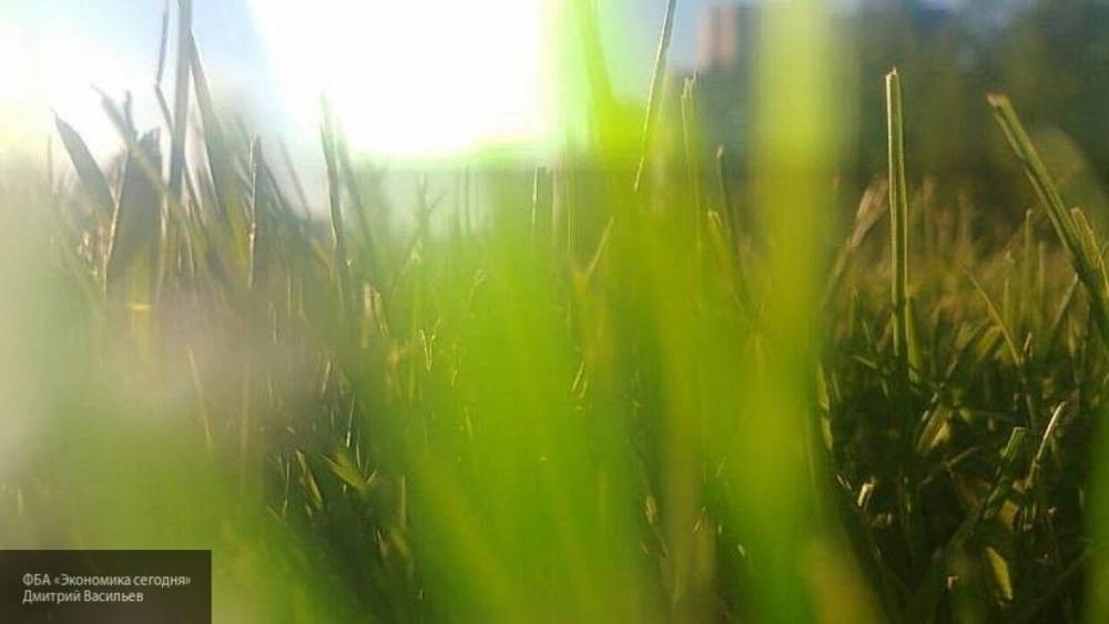 Местные жители возмутились парочкой британцев, занявшихся сексом в людном парке - inforeactor.ru