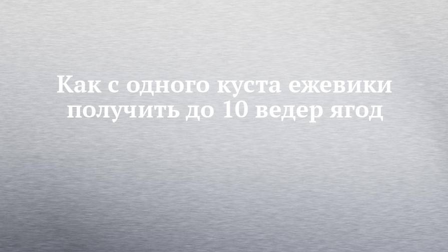 Как с одного куста ежевики получить до 10 ведер ягод - chelny-izvest.ru - Башкирия