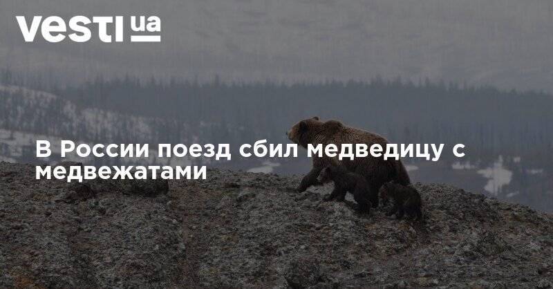 В России поезд сбил медведицу с медвежатами - vesti.ua - Россия - Хабаровск