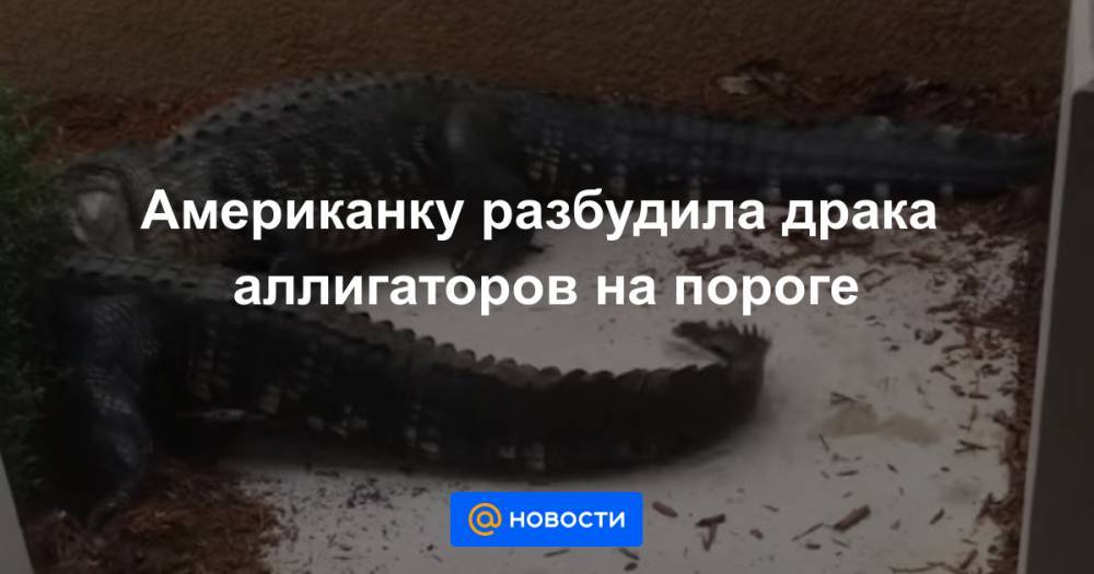Американку разбудила драка аллигаторов на пороге - news.mail.ru - шт.Флорида