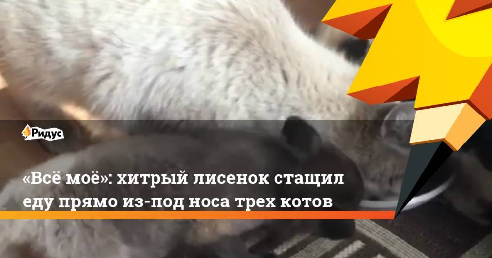 «Всё моё»: хитрый лисенок стащил еду прямо из-под носа трех котов - ridus.ru - Псков