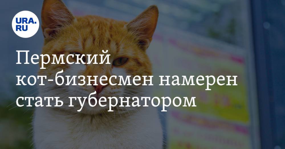 Пермский кот-бизнесмен намерен стать губернатором - ura.news - Пермский край