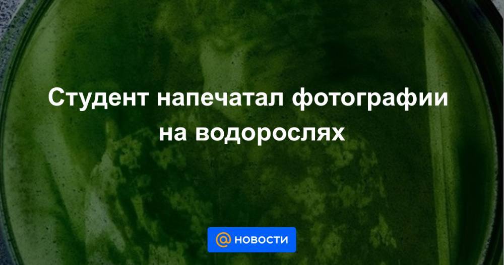 Студент напечатал фотографии на водорослях - news.mail.ru