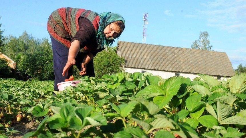 Михаил Воробьев - Что можно сажать на грядках в период июньского похолодания — советы агронома - 5-tv.ru - Россия
