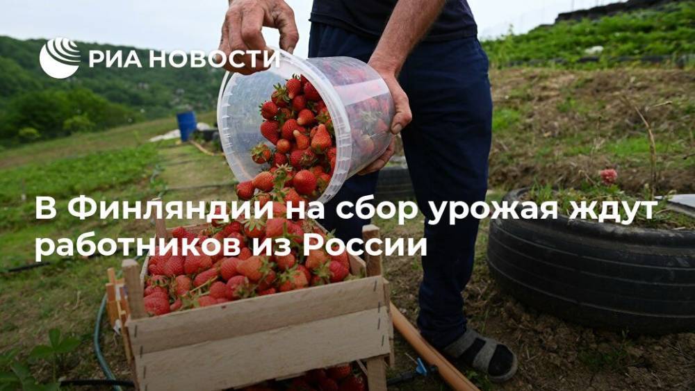 В Финляндии на сбор урожая ждут работников из России - ria.ru - Россия - Финляндия - Хельсинки