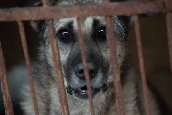 Владимир Бурматов - Детский омбудсмен взяла на контроль дело об убийстве собаки подростками в Ивановской области - govoritmoskva.ru - Москва - Приволжск - Ивановская обл.