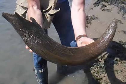 Рыбаки случайно нашли огромный рог ископаемого быка - lenta.ru - county Martin