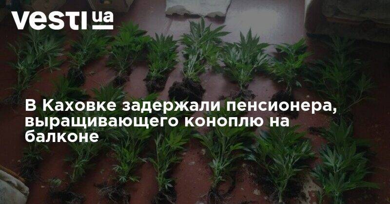 В Каховке задержали пенсионера, выращивающего коноплю на балконе - vesti.ua - Херсонская обл.