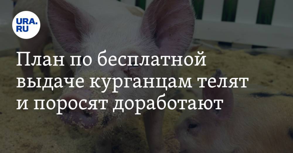 Вадим Шумков - План по бесплатной выдаче курганцам телят и поросят доработают - ura.news - Курганская обл.
