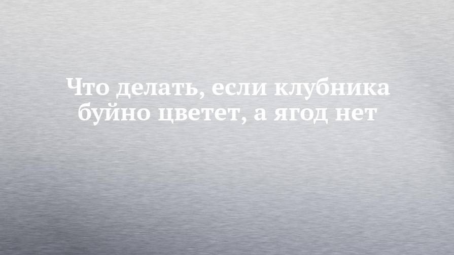 Что делать, если клубника буйно цветет, а ягод нет - chelny-izvest.ru