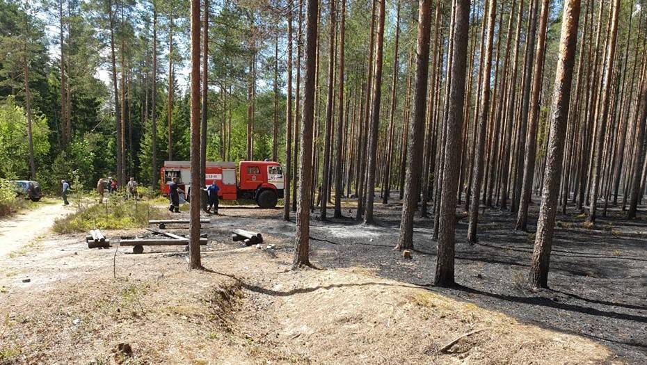 Крупный пожар потушили в Курортном лесопарке - dp.ru - Санкт-Петербург