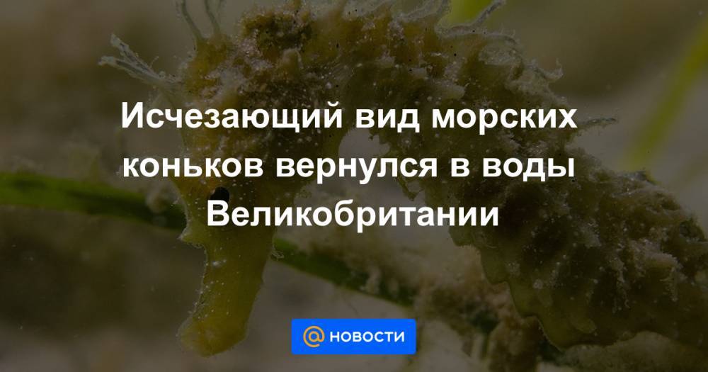 Исчезающий вид морских коньков вернулся в воды Великобритании - news.mail.ru - Англия