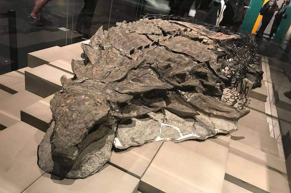Ученые обнаружили остатки пищи в желудке травоядного динозавра, которая лежала там в течение 110 миллионов лет - vkcyprus.com