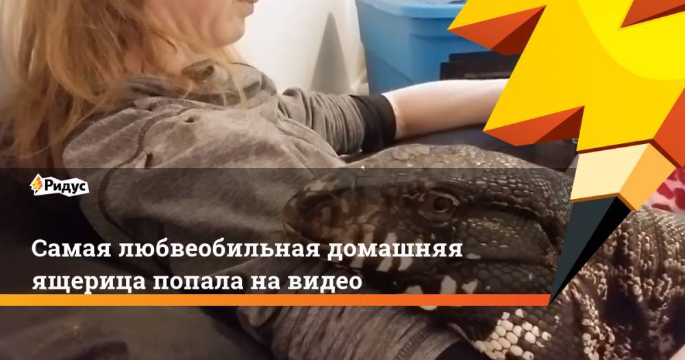 Самая любвеобильная домашняя ящерица попала навидео - ridus.ru - США - шт. Мичиган
