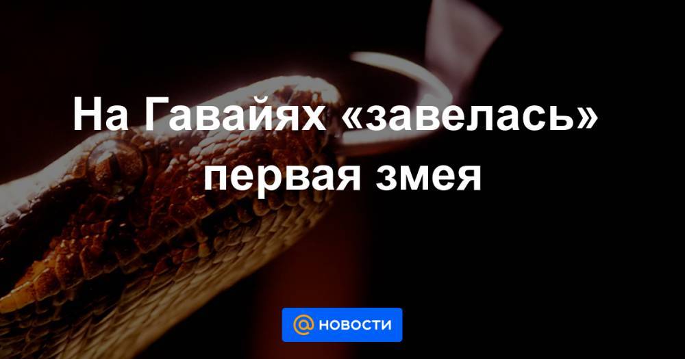 Анна Лысенко - На Гавайях «завелась» первая змея - news.mail.ru - штат Гавайи